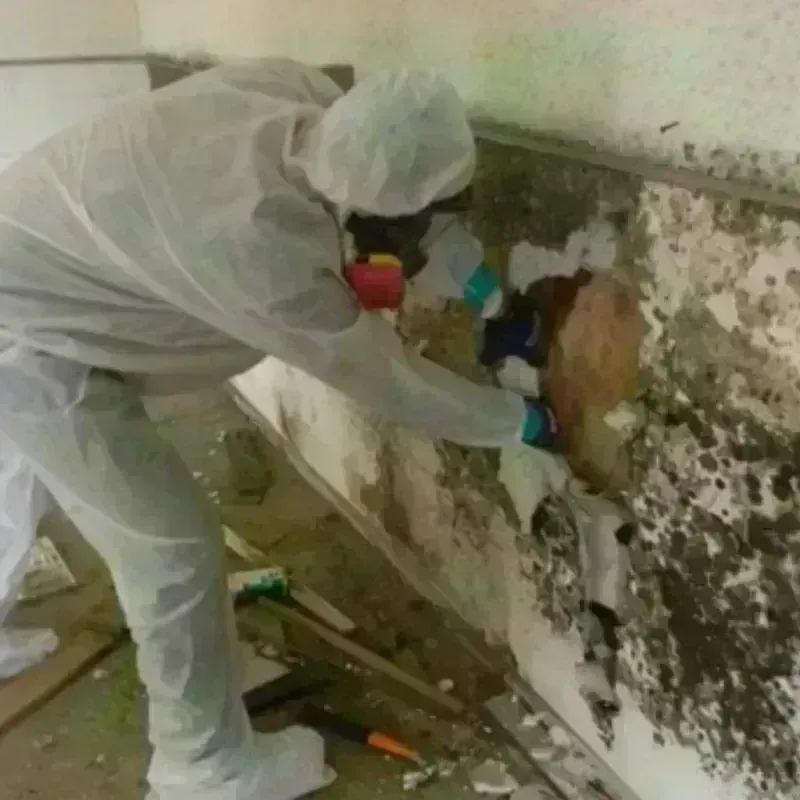 Mold Remediation and Removal in Unity, NH